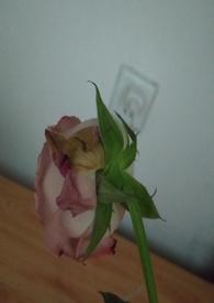 怎样惩罚渣女